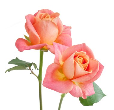 Pembe gül demet izole üzerinde beyaz arka plan