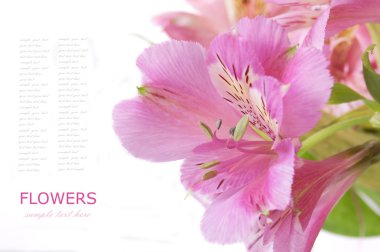 Örnek metin beyaz zemin üzerine izole çiçek grup