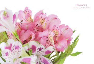 Örnek metin beyaz zemin üzerine izole çiçek grup