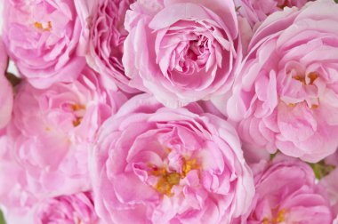 Pembe güller arka plan