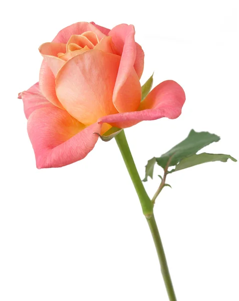 Pink rose closeup isolated on white background — Stock Photo, Image