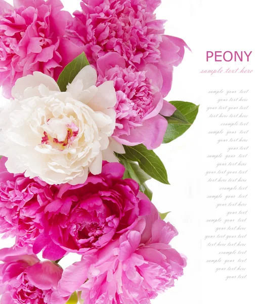 Peony flowers background isolated on white with sample text — Stock Photo, Image