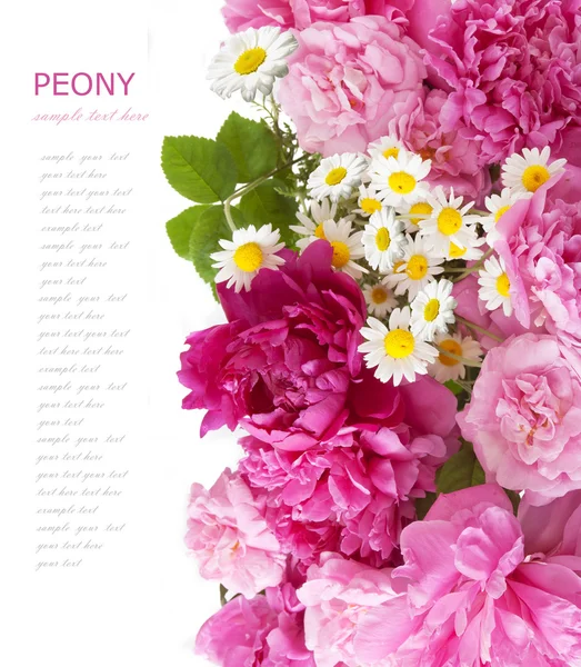Peony flowers background isolated on white with sample text — Stock Photo, Image