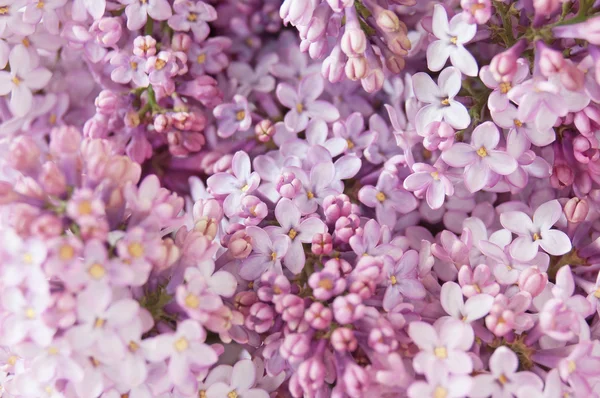 Lilac flower background — Stock Photo, Image