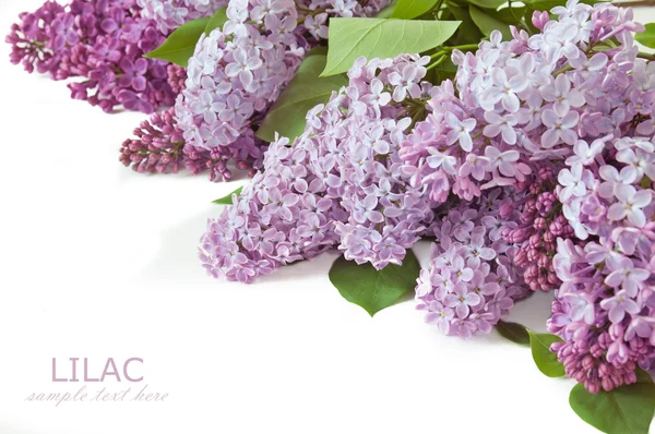 Bouquet de fleurs de lilas isolé sur fond blanc avec un échantillon de texte — Photo