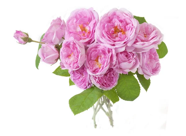 Pink roses bunch isolated on white background — Stock Photo, Image