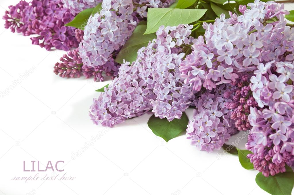 Lilac flowers bunch isolated on white background with sample text