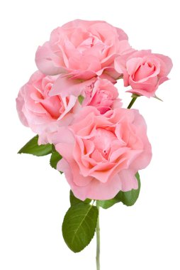 Beyaz arka plan üzerinde izole pembe gül dalı