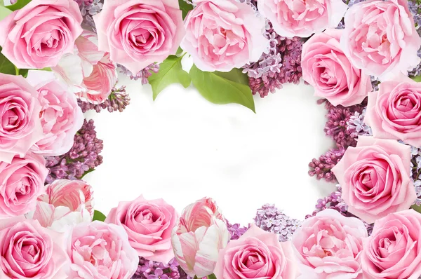 Tulipanes, lila y rosas flores fondo aislado en blanco con texto de muestra —  Fotos de Stock
