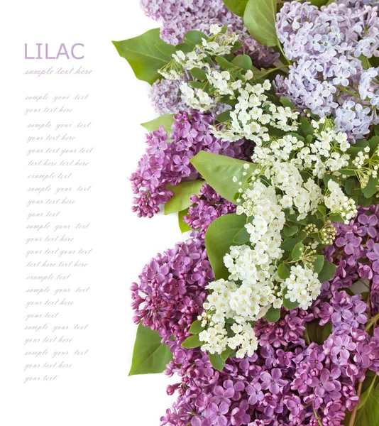 Lila Blumen Haufen isoliert auf weißem Hintergrund mit Beispieltext — Stockfoto