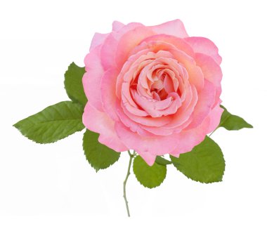 Pembe Gül beyaz arkaplanda izole edildi