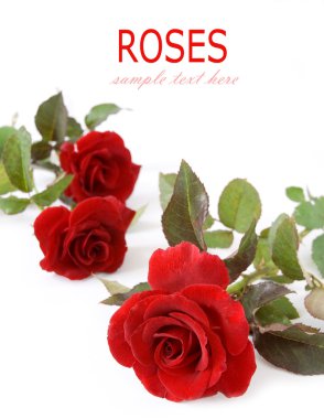 Beyaz izole kadife kırmızı gül demet