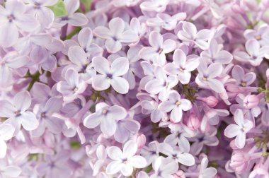 Eflatun çiçekler grup