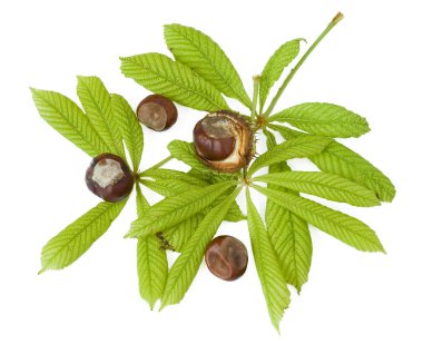 Kestane beyaz izole taze yeşil yaprakları ile