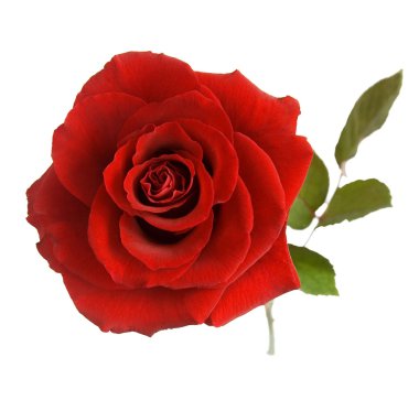 Kırmızı Gül Kapanışı Beyaz Arkaplanda İzole Edildi