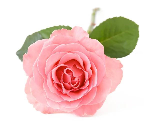 Pink rose isolated on white background — Stock Photo, Image