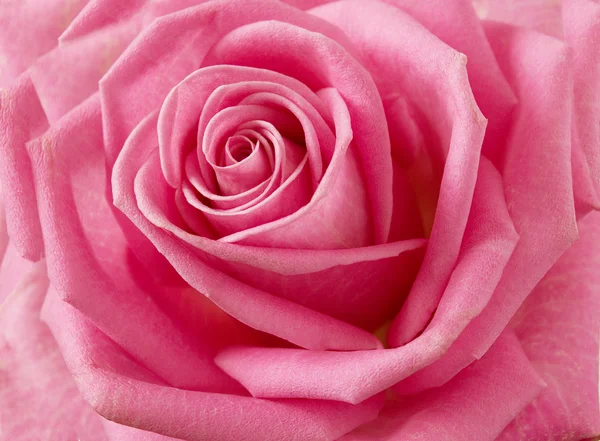 Schöne rosa Nahaufnahme — Stockfoto