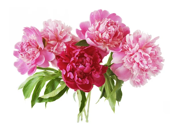 Peony bunch isolated on white background — Stock Photo, Image