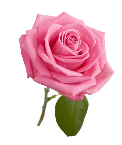 Pink Rose geïsoleerd op witte achtergrond — Stockfoto