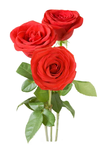 Red roses bunch isolated on white — Stock Photo, Image