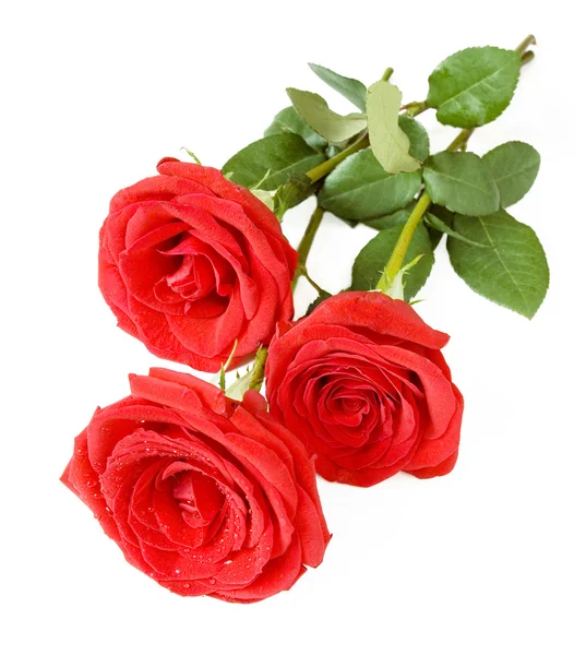 Rosas rojas racimo aislado en blanco —  Fotos de Stock