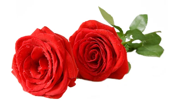 Červená růže parta izolované na bílém — Stock fotografie