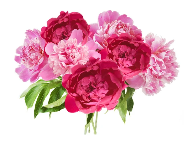 Peony and roses bunch isolated on white background — Stock Photo, Image