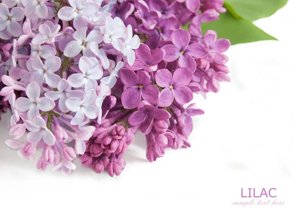 Lila Blumen Haufen isoliert auf weißem Hintergrund mit Beispieltext — Stockfoto