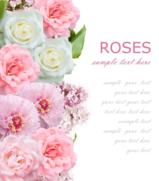 Pfingstrose und Rosen Hintergrund isoliert auf weiß mit Beispieltext — Stockfoto