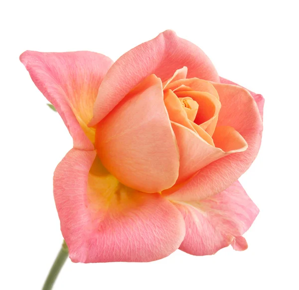 Pembe Gül beyaz arkaplanda izole edildi