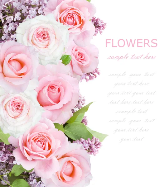 Rosa e flores lilás fundo isolado em branco — Fotografia de Stock