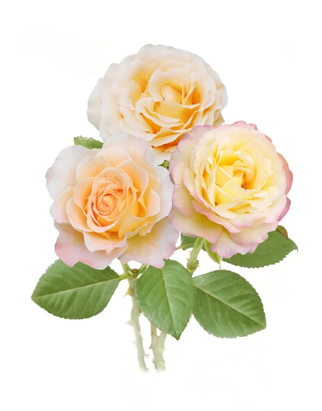 Rose bunch isolated on white background — Stock Photo, Image