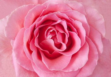 pembe Gül makro