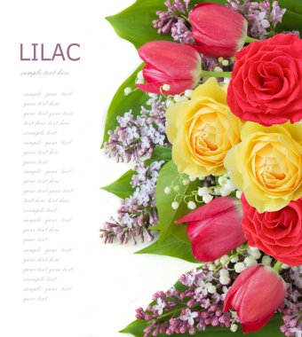 Gül ve Lila çiçek arka plan üzerinde beyaz izole