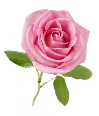 beyaz arkaplanda izole gül