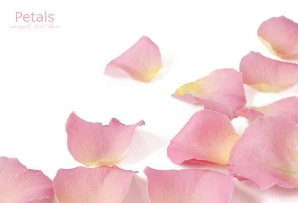 Pétalas de rosa isoladas sobre fundo branco — Fotografia de Stock