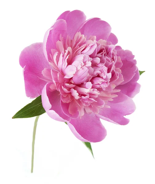 Peony bloemen geïsoleerd op witte achtergrond — Stockfoto