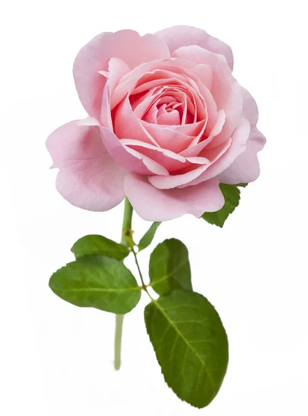 Τριαντάφυλλο απομονωμένο σε λευκό φόντο — Φωτογραφία Αρχείου