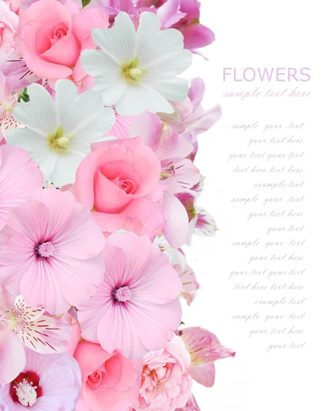 Flowers background with roses isolated on white with sample text — Stock Photo, Image