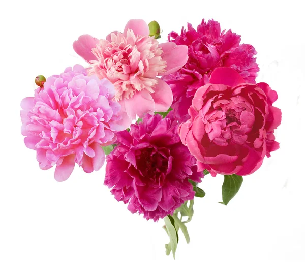 Peony bunch isolated on white background — Stock Photo, Image