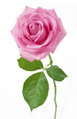 beyaz arkaplanda izole gül