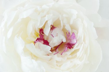 Şakayık çiçeği makro