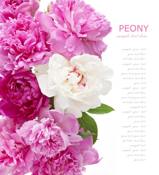 Peony bunch isolated on white background — Stock Photo, Image