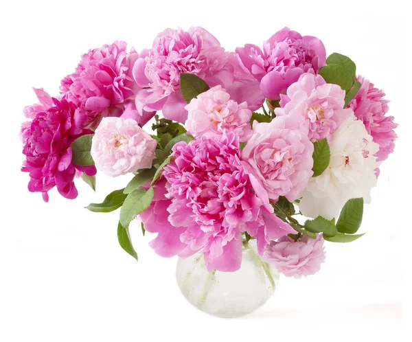 Peony bunch isolated on white background — Stock Photo, Image