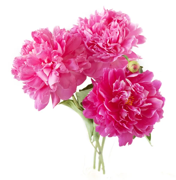 Peony bunch isolated on white background — Stock Photo, Image