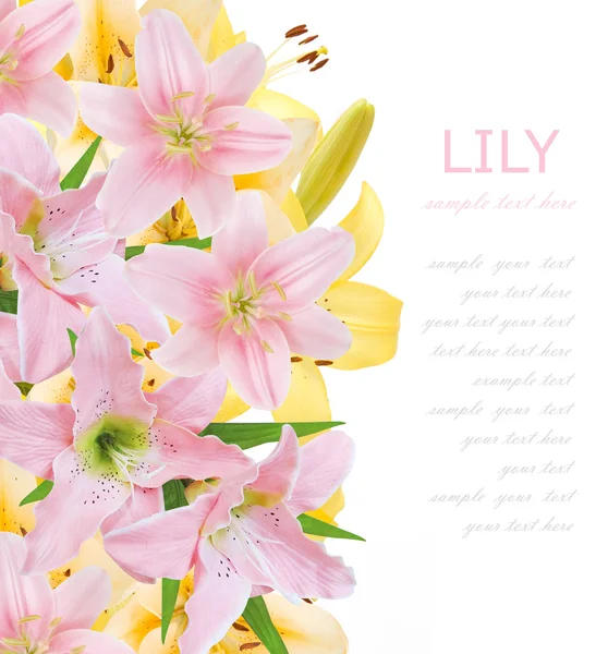 Lily flowers background isolated on white with sample text — Stock Photo, Image