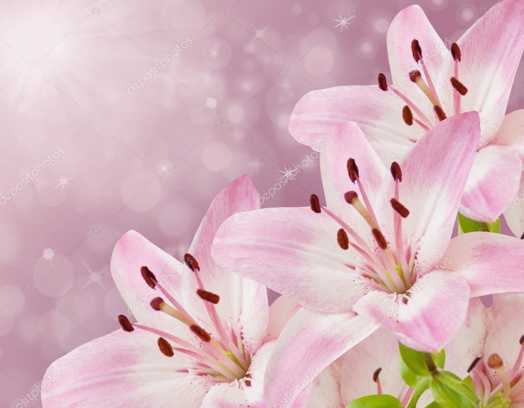 Pink Lily Flower Wallpaper