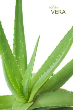Aloe Vera beyaz arkaplanda izole bir şekilde bırakır