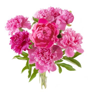 Şakayık demet izole üzerinde beyaz arka plan