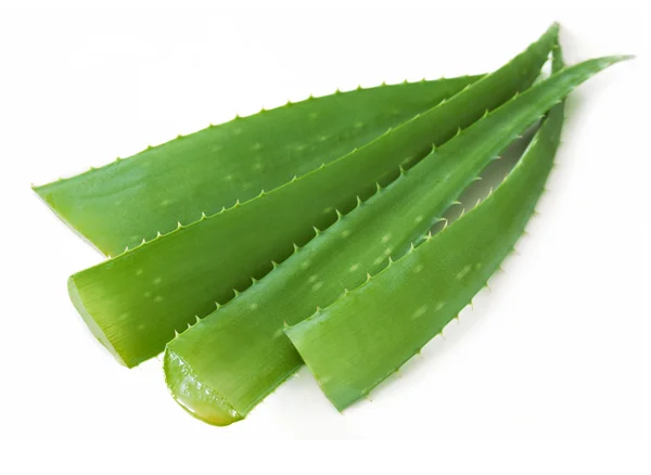 Aloe Vera liście izolowane na białym tle — Zdjęcie stockowe